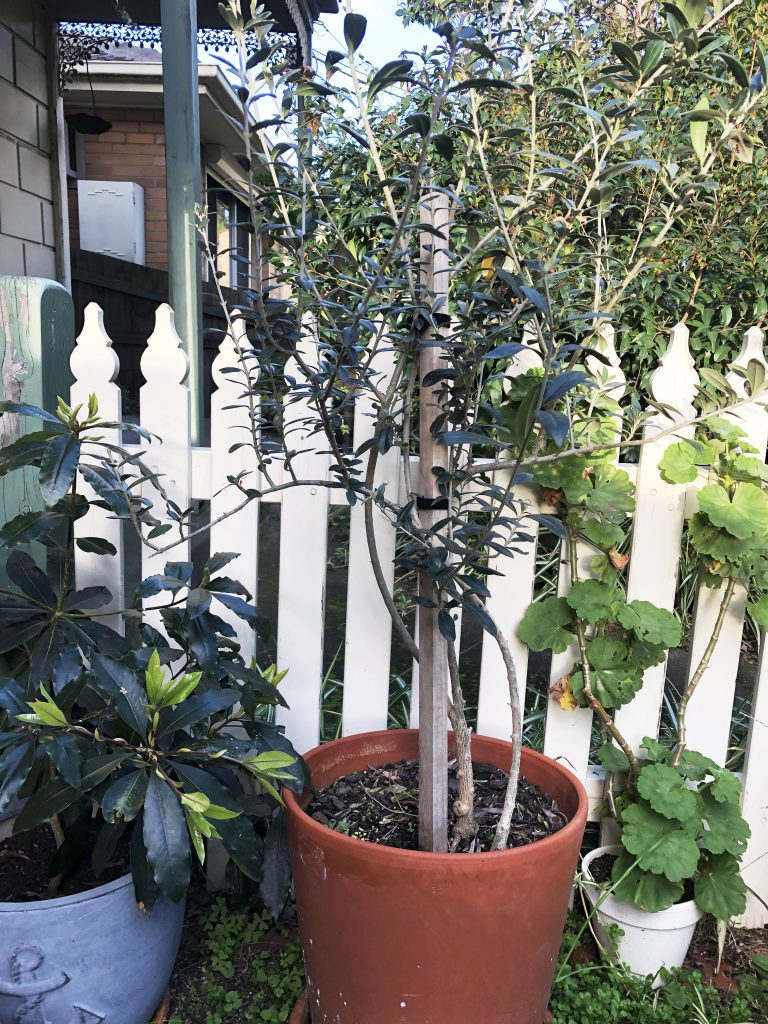 Olive tree growing in a terracotta pot in a garden.